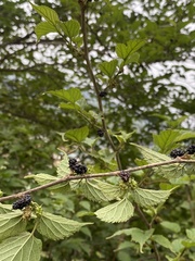 Rubus