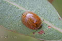 Paropsisterna elliptica