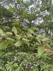 Rubus