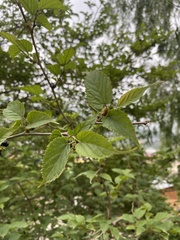 Rubus