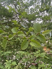 Rubus