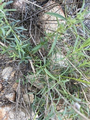 Lasiosiphon rubescens