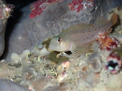 Notoclinops yaldwyni