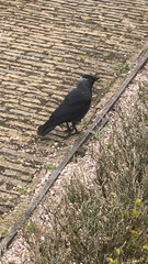 Corvus monedula