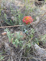 Lasiosiphon rubescens