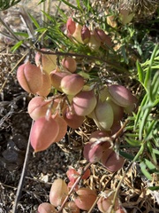 Astragalus chorinensis