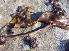 Laminaria hyperborea