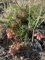 Astragalus chorinensis