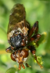 Myopa picta