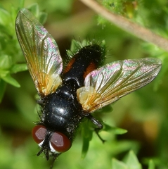 Clairvillia biguttata