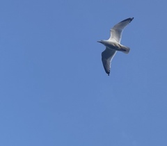 Larus argentatus