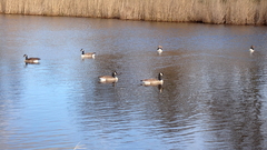 Branta canadensis