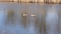 Branta canadensis