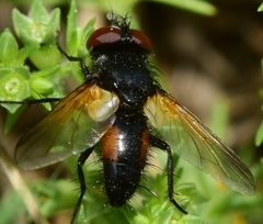 Clairvillia biguttata