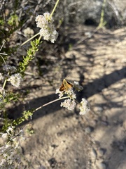 Ochlodes agricola