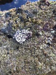 Lithophyllum byssoides