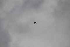 Alauda gulgula coelivox