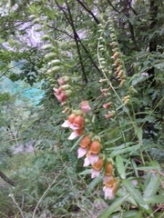 Digitalis laevigata