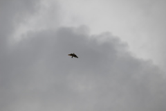 Alauda gulgula coelivox