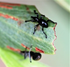 Rhynolaccus formicarius