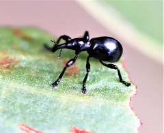 Rhynolaccus formicarius