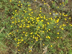 Santolina melidensis