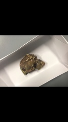 Lithophyllum incrustans