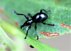 Rhynolaccus formicarius