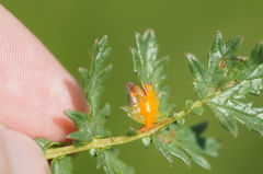 Triphragmium ulmariae