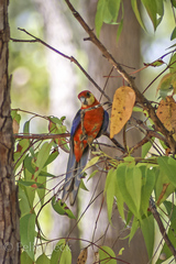 Platycercus icterotis