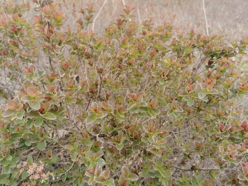 Image of Spiraea beauverdiana by (c) Валерия Ковалева, some rights reserved (CC BY)