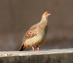 Ortygornis pondicerianus
