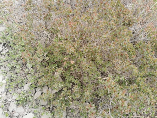 Image of Spiraea beauverdiana by (c) Валерия Ковалева, some rights reserved (CC BY)