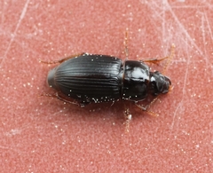Harpalus pumilus