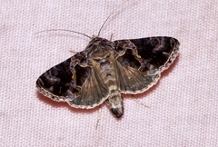 Ctenoplusia furcifera