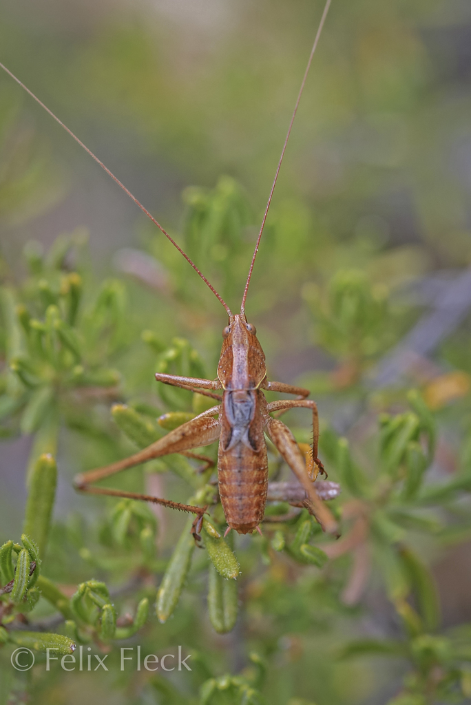 Xederras