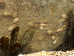 Golfingia vulgaris