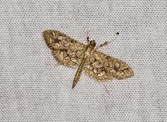 Nausinoe geometralis