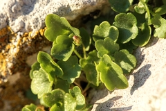 Cymbalaria microcalyx