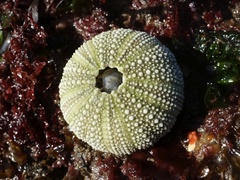Psammechinus miliaris