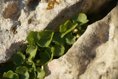 Cymbalaria microcalyx