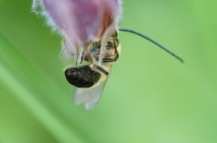 Eucera longicornis