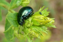 Chrysolina varians