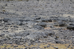 Charadrius alexandrinus