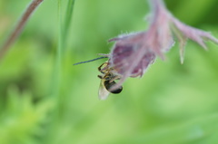 Eucera longicornis