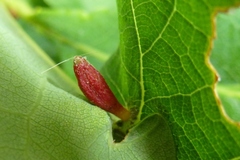 Andricus seminationis