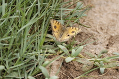 Junonia almana