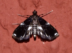 Paracymoriza albifascialis
