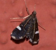 Paracymoriza albifascialis