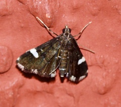 Paracymoriza albifascialis